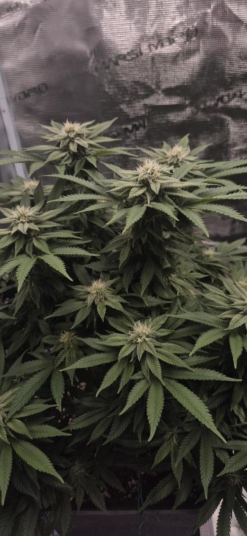 Ganja Farmer Seedtest RS11 B. Week 14