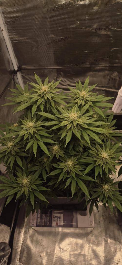 Ganja Farmer Seedtest RS11 B. Week 14