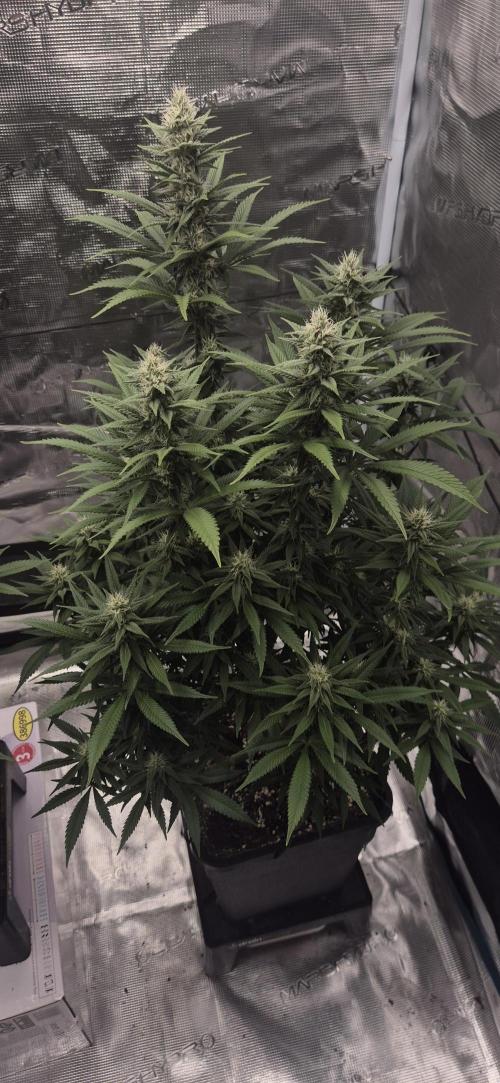 Ganja Farmer Seedtest RS11 C. Week 13