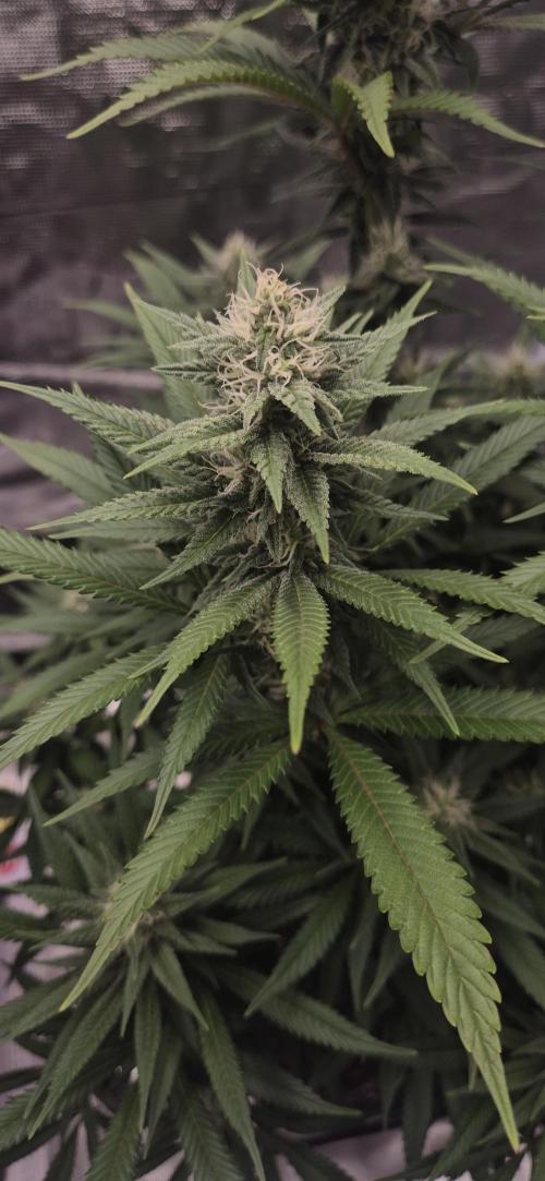 Ganja Farmer Seedtest RS11 C. Week 13