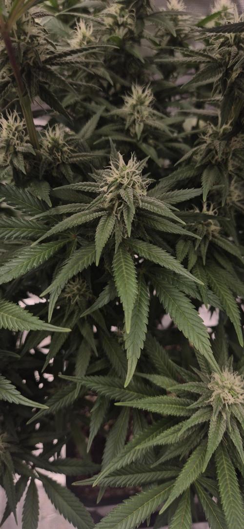 Ganja Farmer Seedtest RS11 C. Week 13