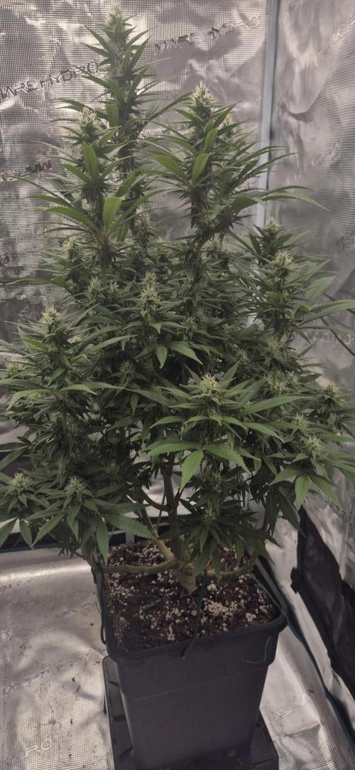 Ganja Farmer Seedtest RS11 C. Week 13