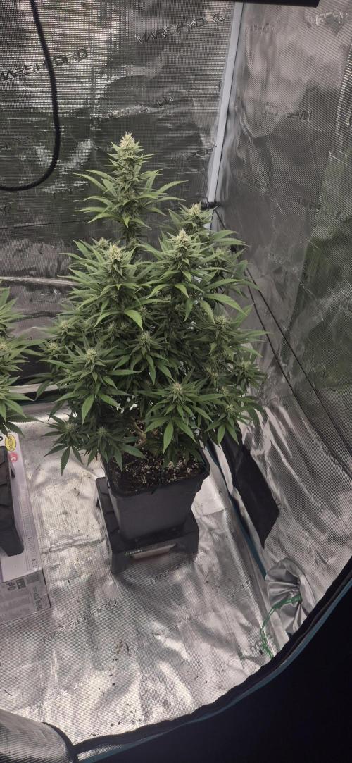 Ganja Farmer Seedtest RS11 C. Week 13