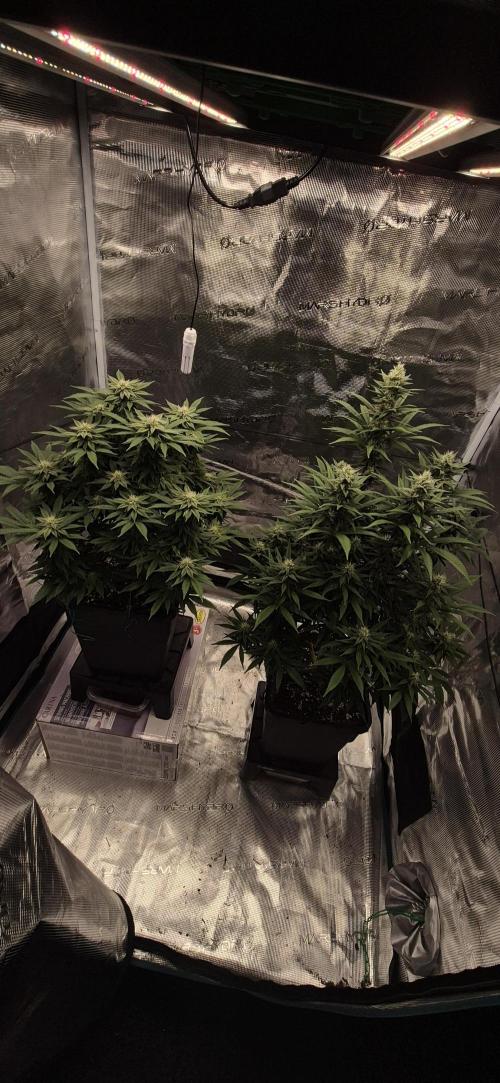 Ganja Farmer Seedtest RS11 C. Week 13