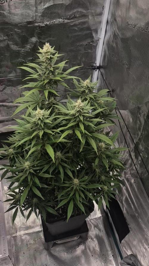 GT 100x100x180cm(3'x3'x6'). Week 13