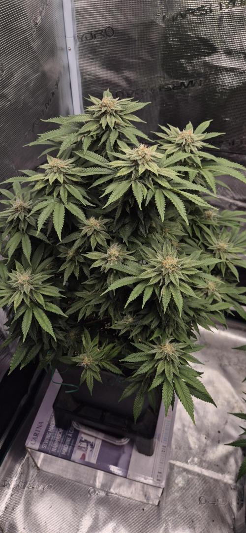 Ganja Farmer Seedtest RS11 B. Week 15