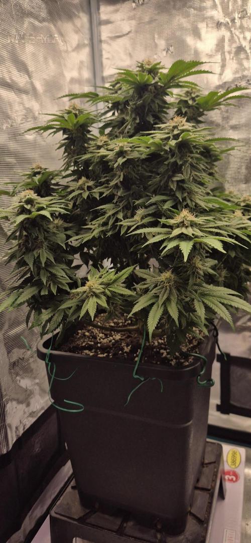 Ganja Farmer Seedtest RS11 B. Week 15