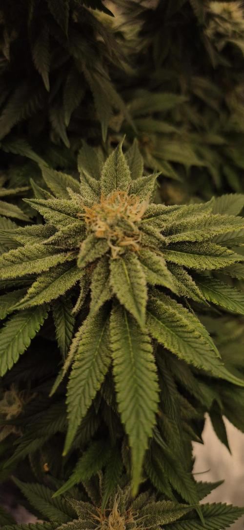 Ganja Farmer Seedtest RS11 B. Week 15