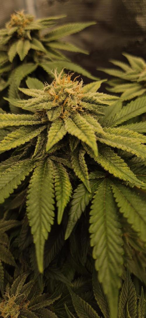 Ganja Farmer Seedtest RS11 B. Week 15