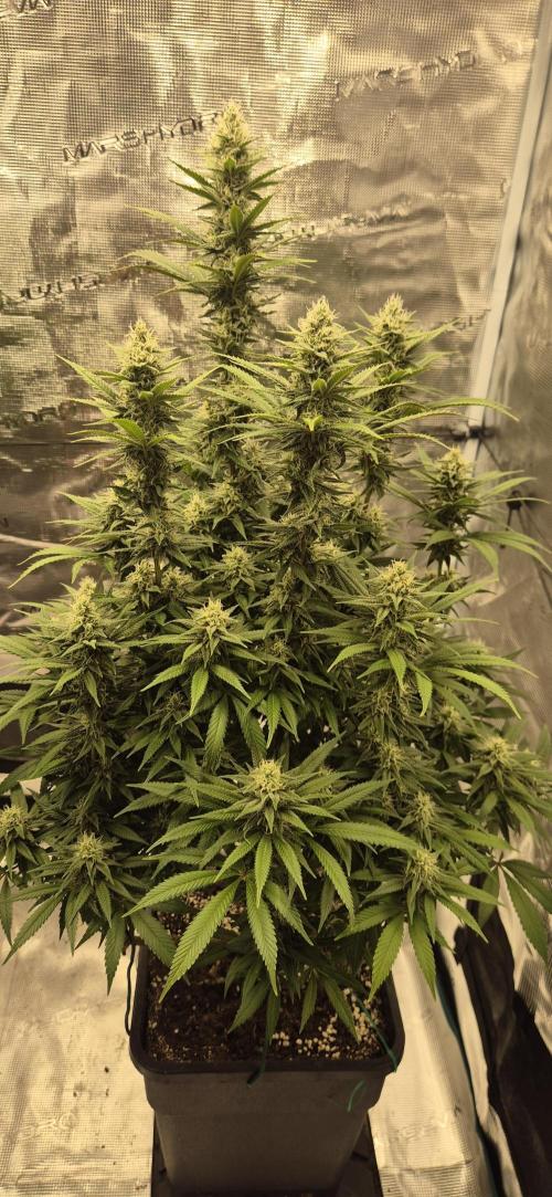 Ganja Farmer Seedtest RS11 C. Week 14