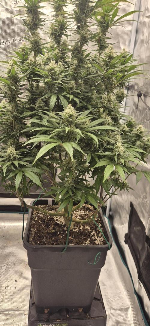 Ganja Farmer Seedtest RS11 C. Week 14