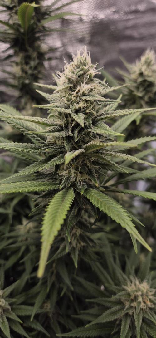 Ganja Farmer Seedtest RS11 C. Week 14