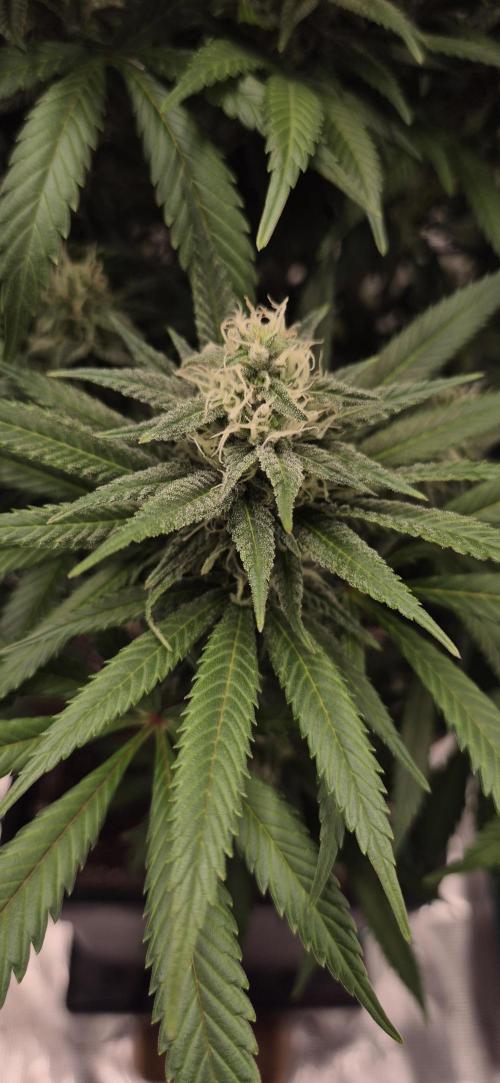 Ganja Farmer Seedtest RS11 C. Week 14