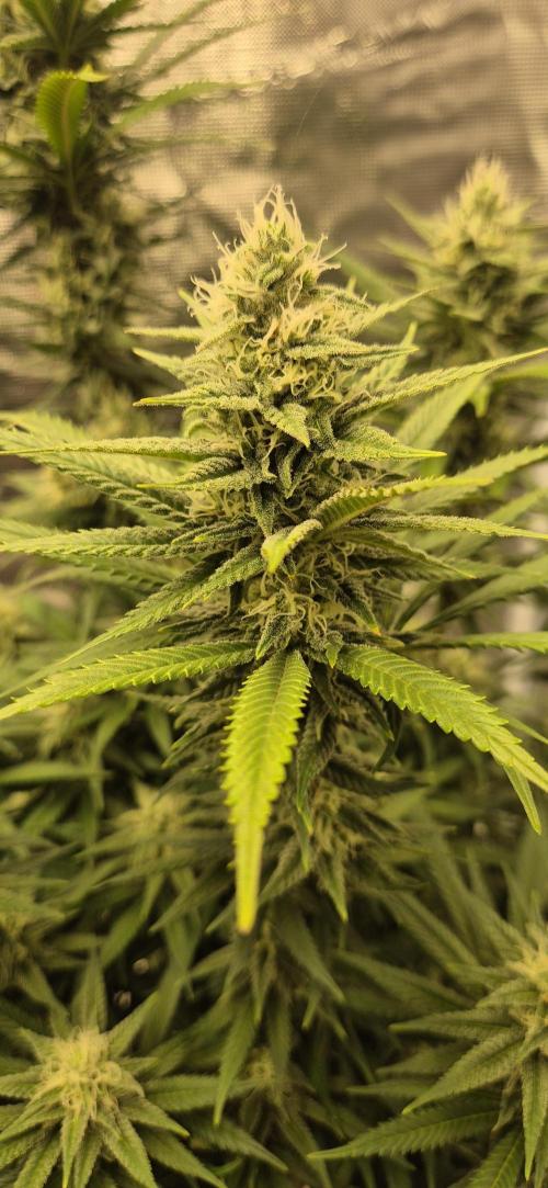 Ganja Farmer Seedtest RS11 C. Week 14