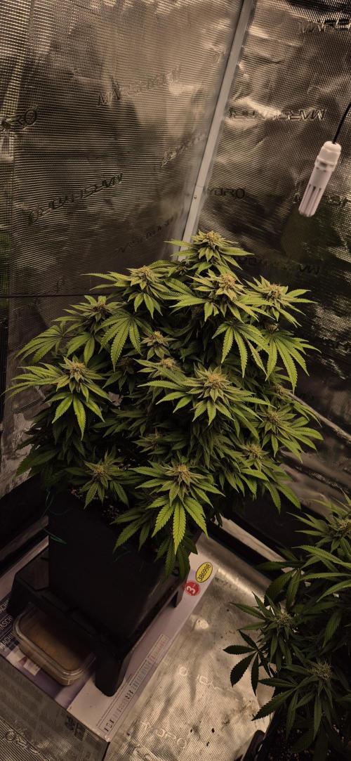 Ganja Farmer Seedtest RS11 B. Week 16