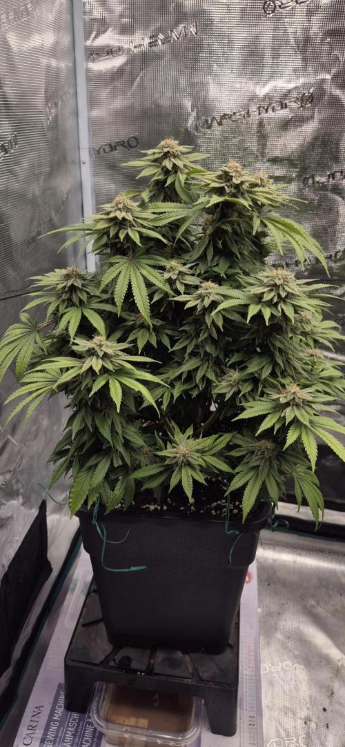 Ganja Farmer Seedtest RS11 B. Week 16