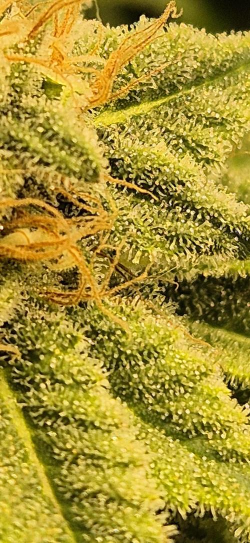 Ganja Farmer Seedtest RS11 B. Week 16