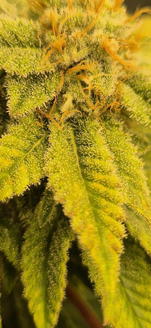 Ganja Farmer Seedtest RS11 B. Week 16