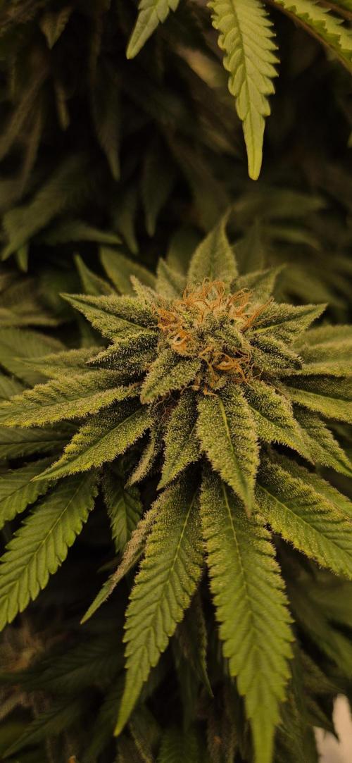 Ganja Farmer Seedtest RS11 B. Week 16