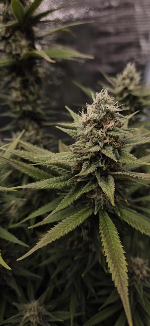Ganja Farmer Seedtest RS11 C. Week 15