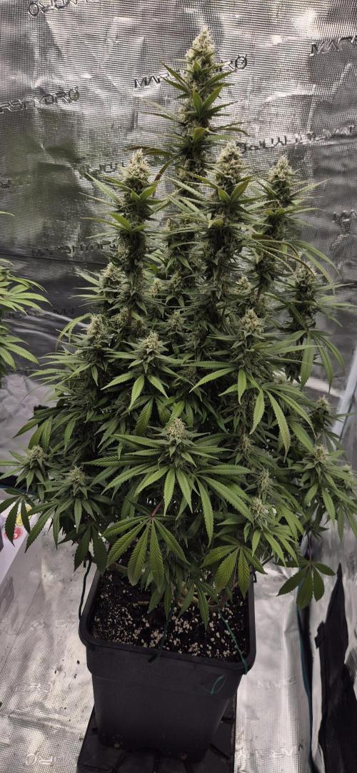 Ganja Farmer Seedtest RS11 C. Week 15