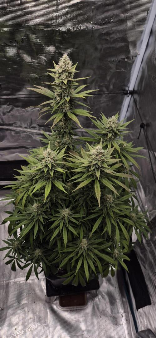 Ganja Farmer Seedtest RS11 C. Week 15