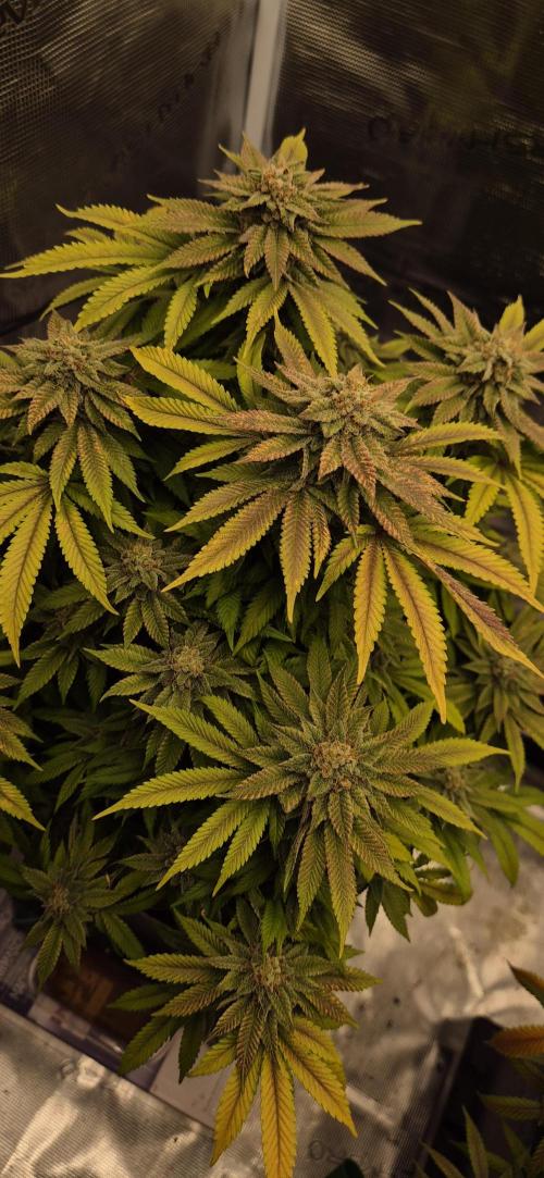 Ganja Farmer Seedtest RS11 B. Week 17