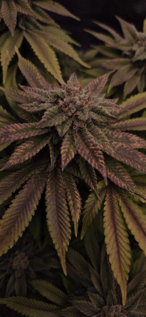 Ganja Farmer Seedtest RS11 B. Week 17