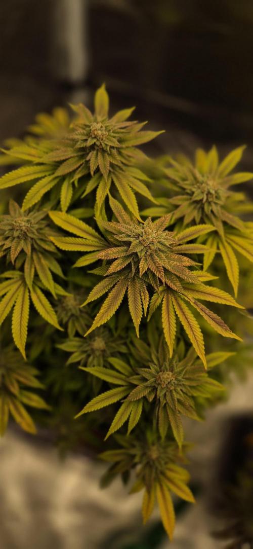 Ganja Farmer Seedtest RS11 B. Week 17