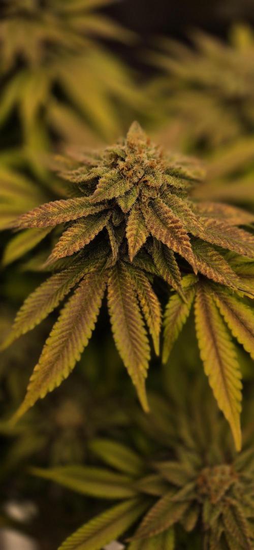 Ganja Farmer Seedtest RS11 B. Week 17