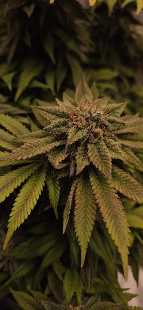 Ganja Farmer Seedtest RS11 B. Week 17