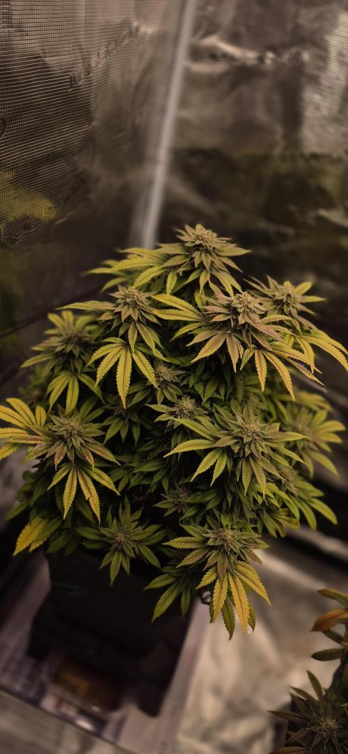 Ganja Farmer Seedtest RS11 B. Week 17