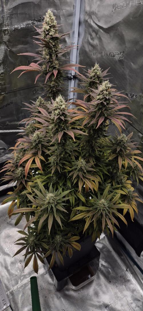 Ganja Farmer Seedtest RS11 C. Week 16