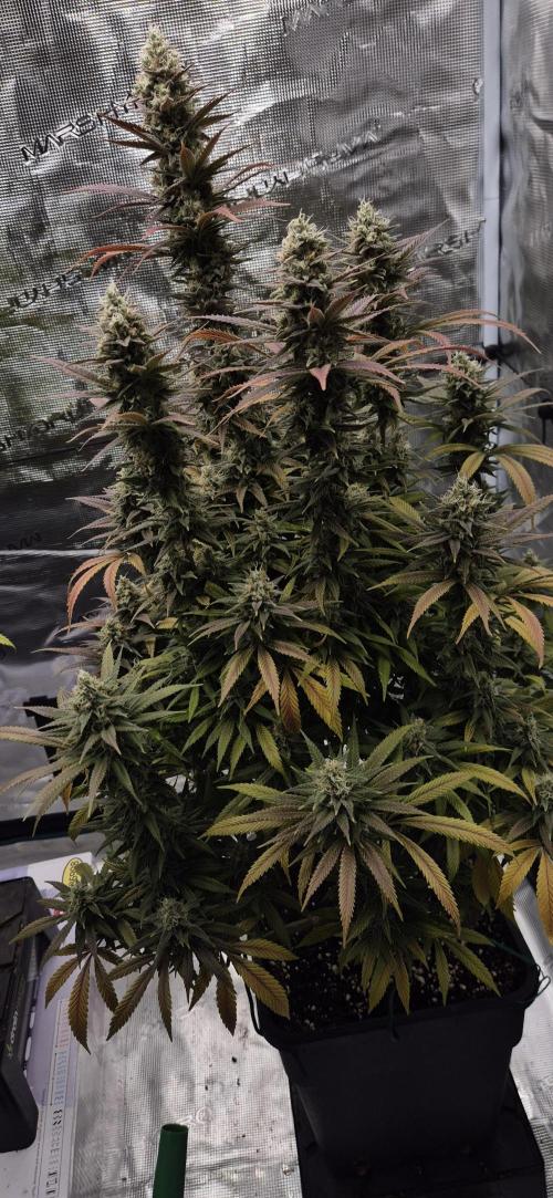 Ganja Farmer Seedtest RS11 C. Week 16