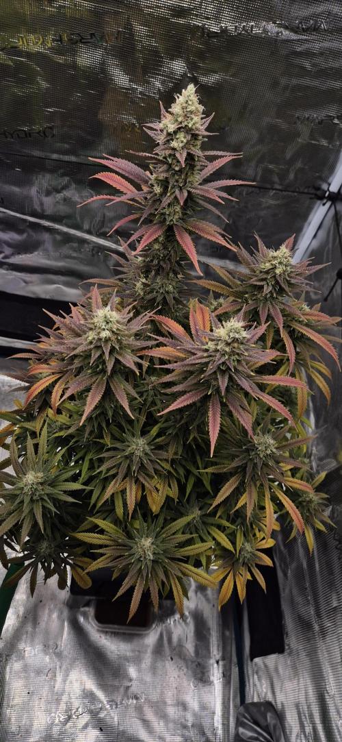 Ganja Farmer Seedtest RS11 C. Week 16
