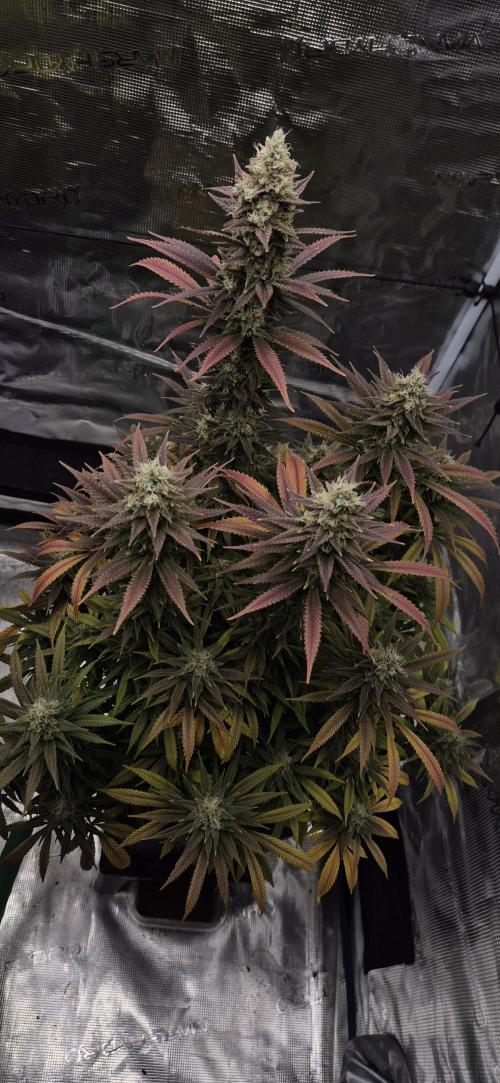 Ganja Farmer Seedtest RS11 C. Week 16