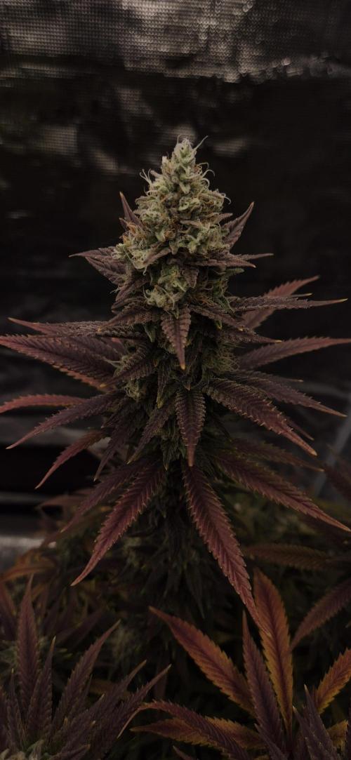 Ganja Farmer Seedtest RS11 C. Week 16