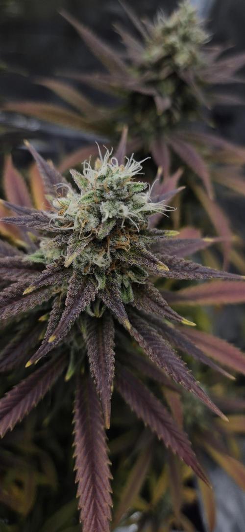 Ganja Farmer Seedtest RS11 C. Week 16