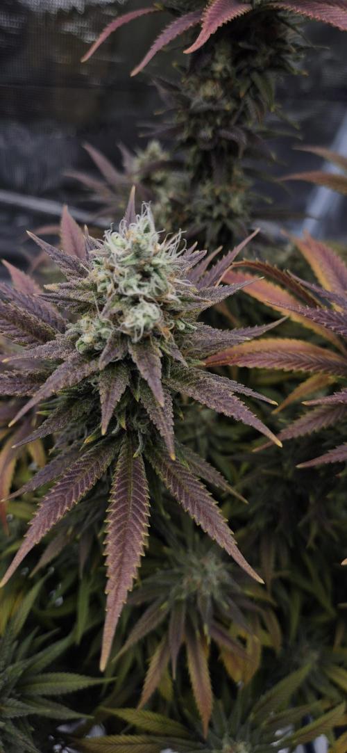 Ganja Farmer Seedtest RS11 C. Week 16