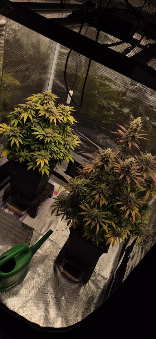 GT 100x100x180cm(3'x3'x6'). Week 16