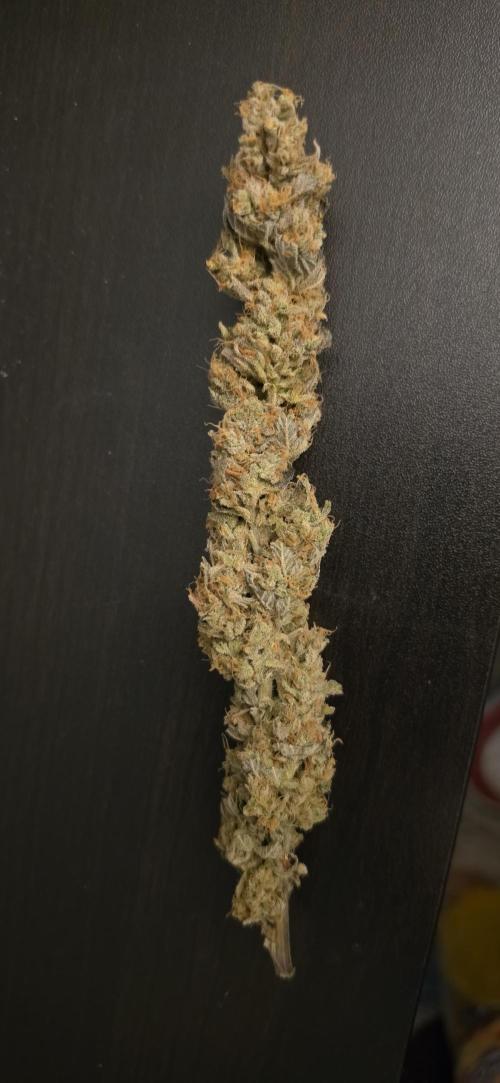 Ganja Farmer Seedtest RS11 C. Week 17