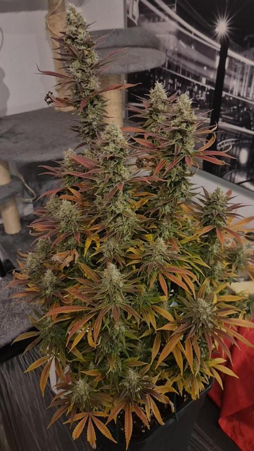 GT 100x100x180. Week 17