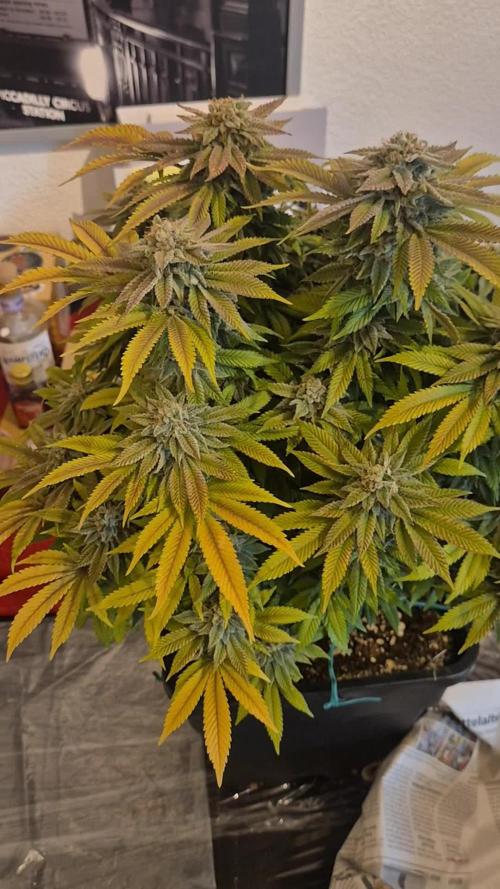 GT 100x100x180. Week 18