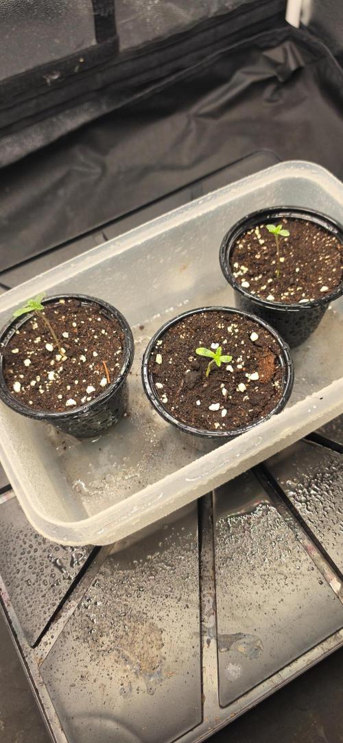 Oreoz Milkshake. Week 1