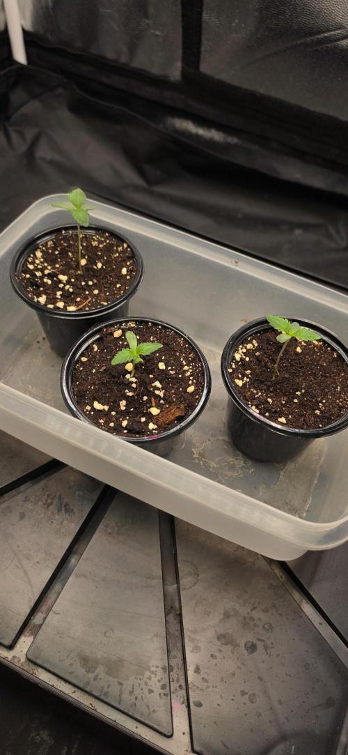 Oreoz Milkshake. Week 1