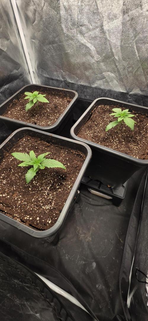 Oreoz Milkshake. Week 2