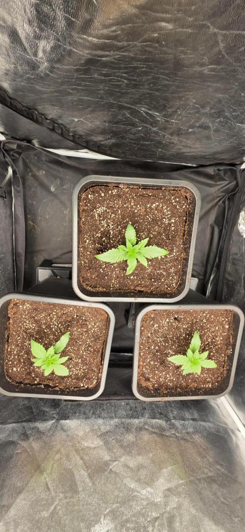 Oreoz Milkshake. Week 2