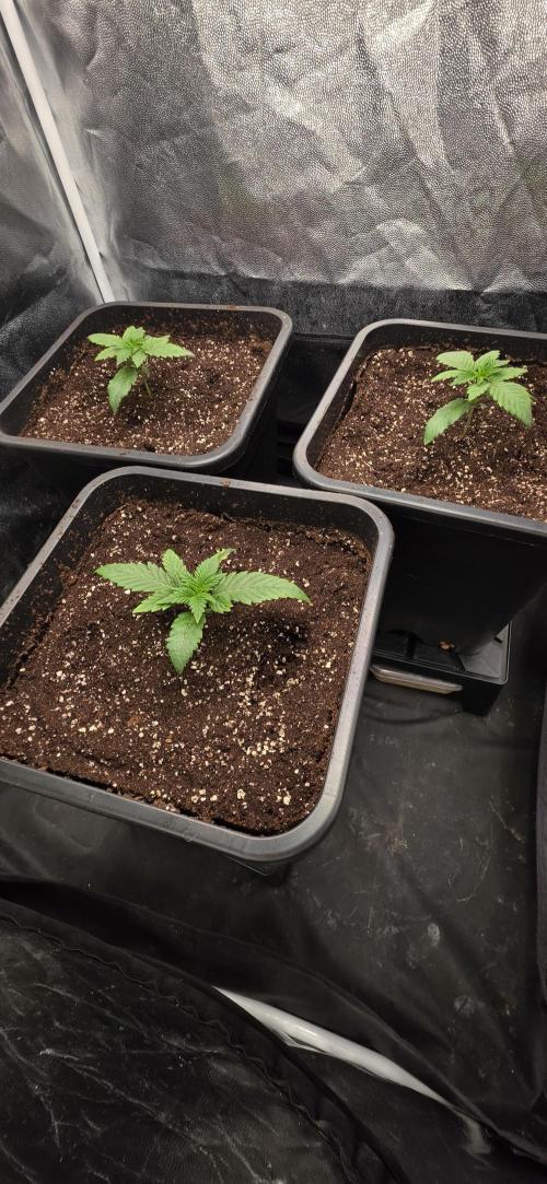 Oreoz Milkshake. Week 2