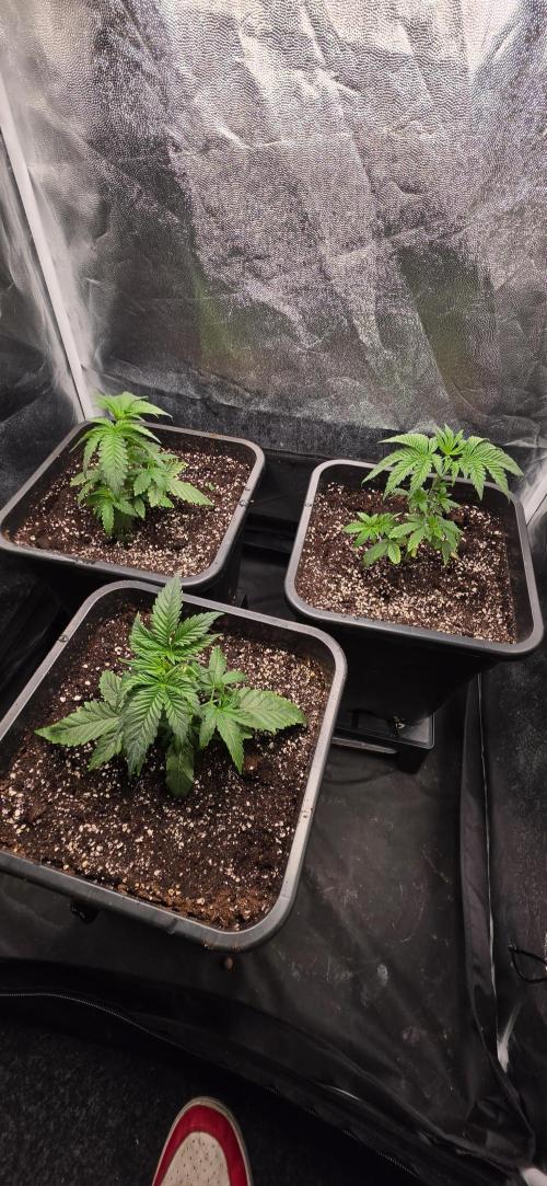 Oreoz Milkshake. Week 3