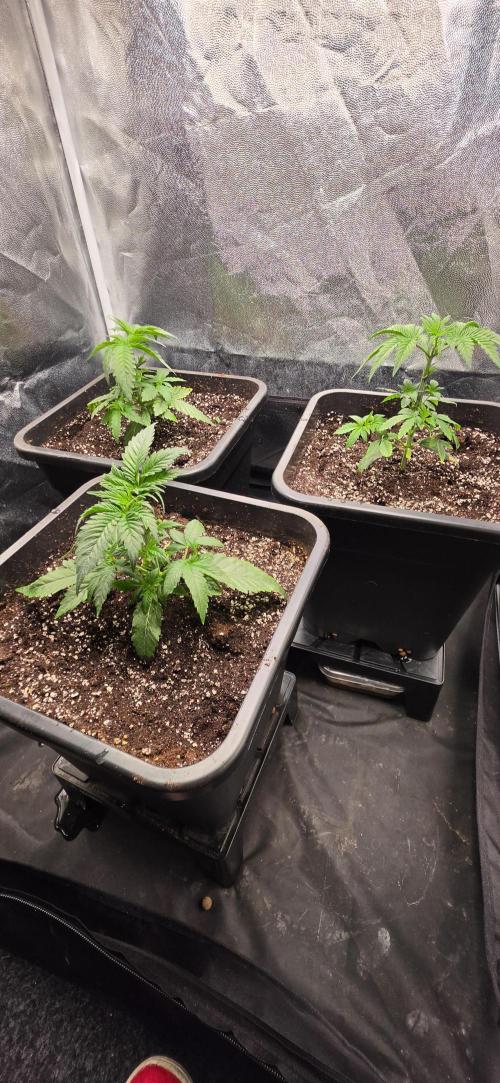 Oreoz Milkshake. Week 3